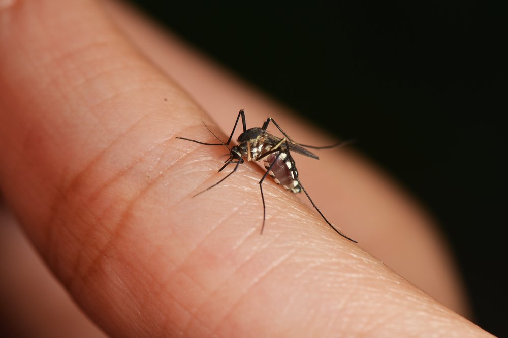 Sivrisinek Isırığına Ne iyi Gelir? Nasıl Geçer?